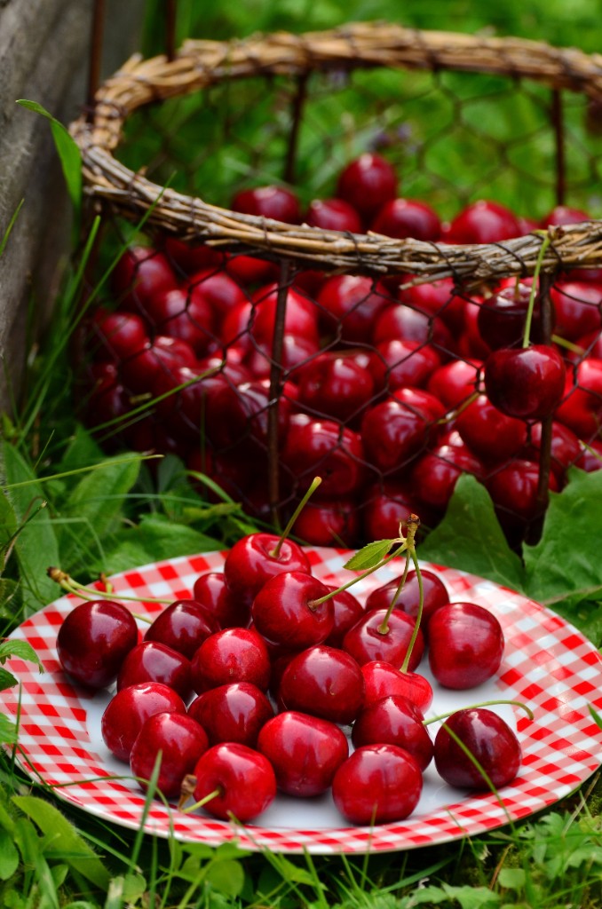 Ripe red cherries on the tree in natural sunlight